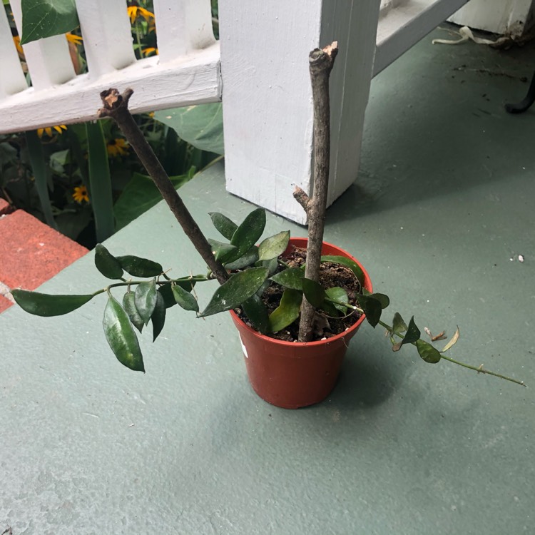 plant image 1374859