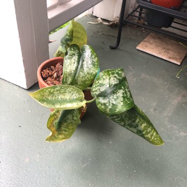 Scindapsus 'Exotica'