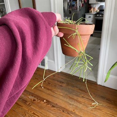 Hoya Retusa