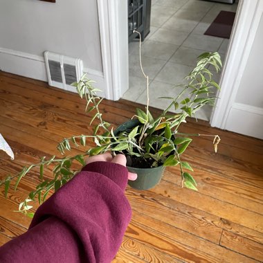 Minature Waxplant