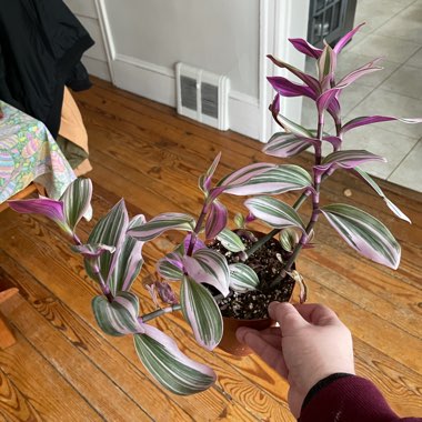 Tradescantia 'Nanouk'