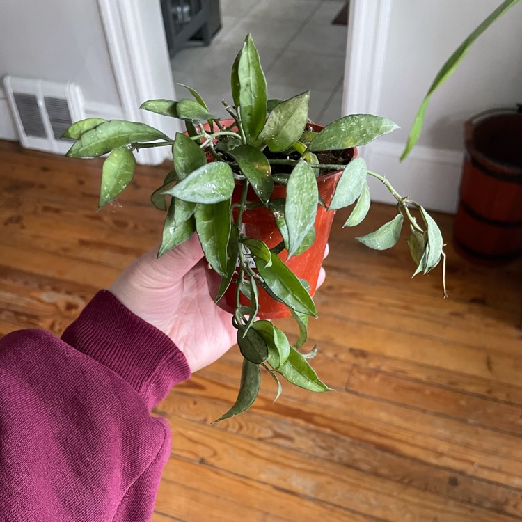 plant image 1439307