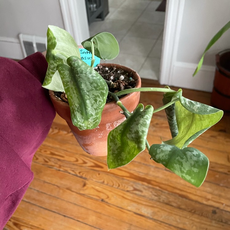 plant image 1439308