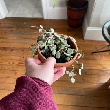 Tiny-leaf Porcelain Flower Hoya