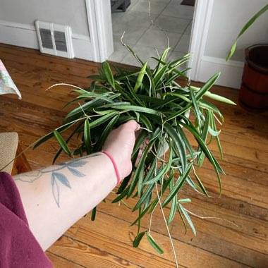 String Bean Hoya