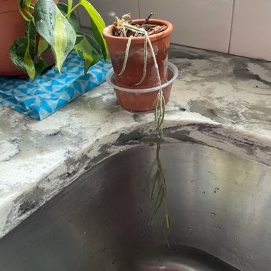 Wax Plant