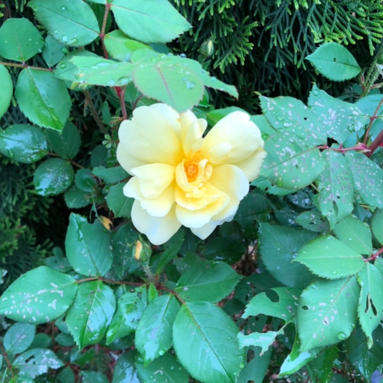 Plant image Rosa 'Diana Princess Of Wales'