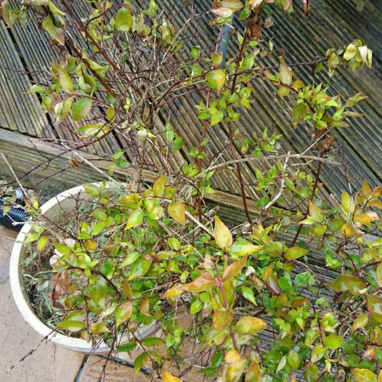 Glossy Abelia