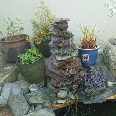 Lana 's garden
