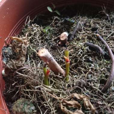 Lana 's garden