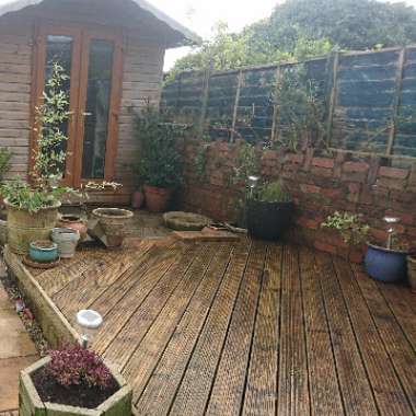 Lana 's garden