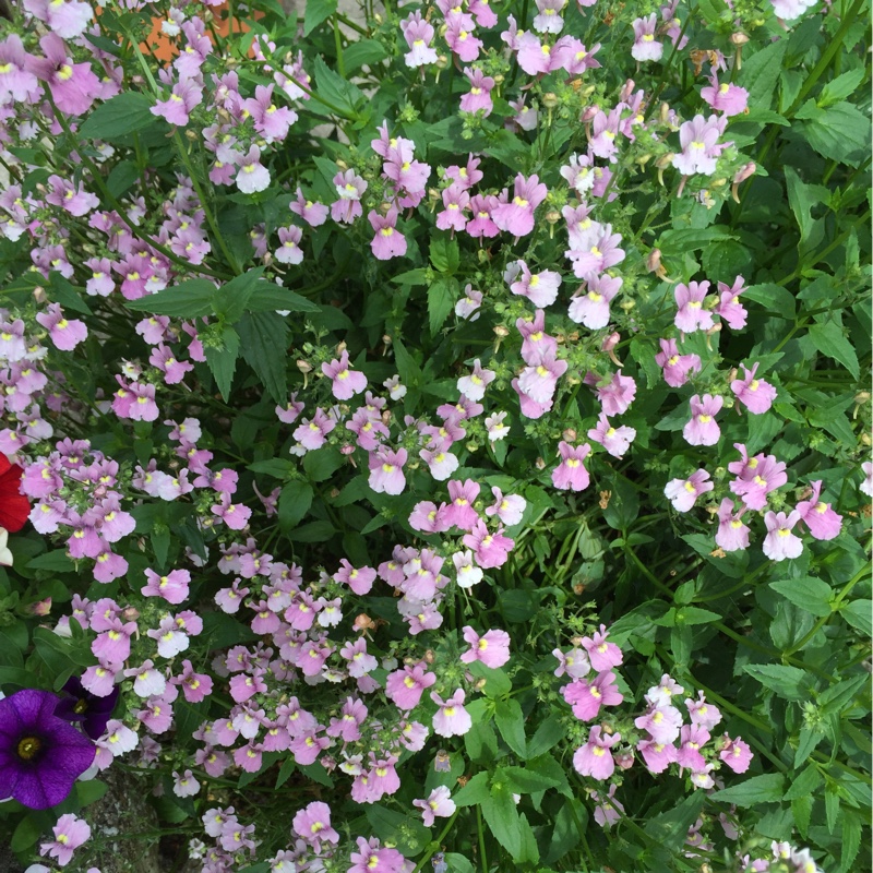 Plant image Nemesia denticulata 'Confetti'