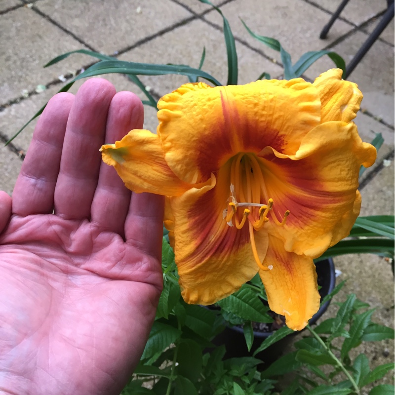 Daylily