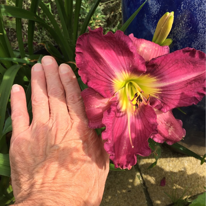 Plant image Hemerocallis