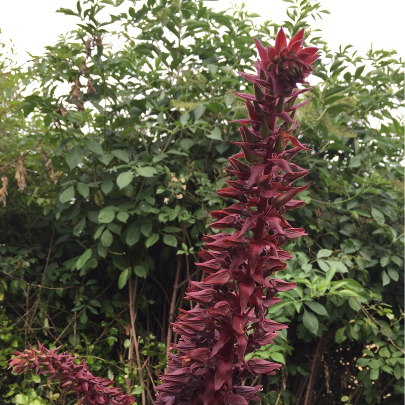 Honey Bush 'Purple Haze'