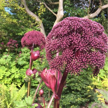 Korean Angelica