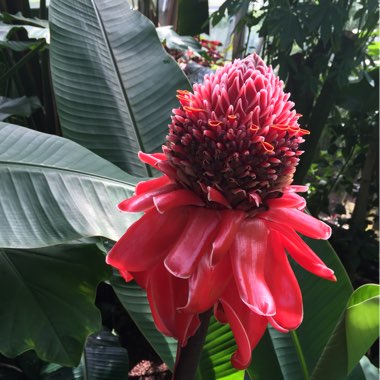 Torch Ginger