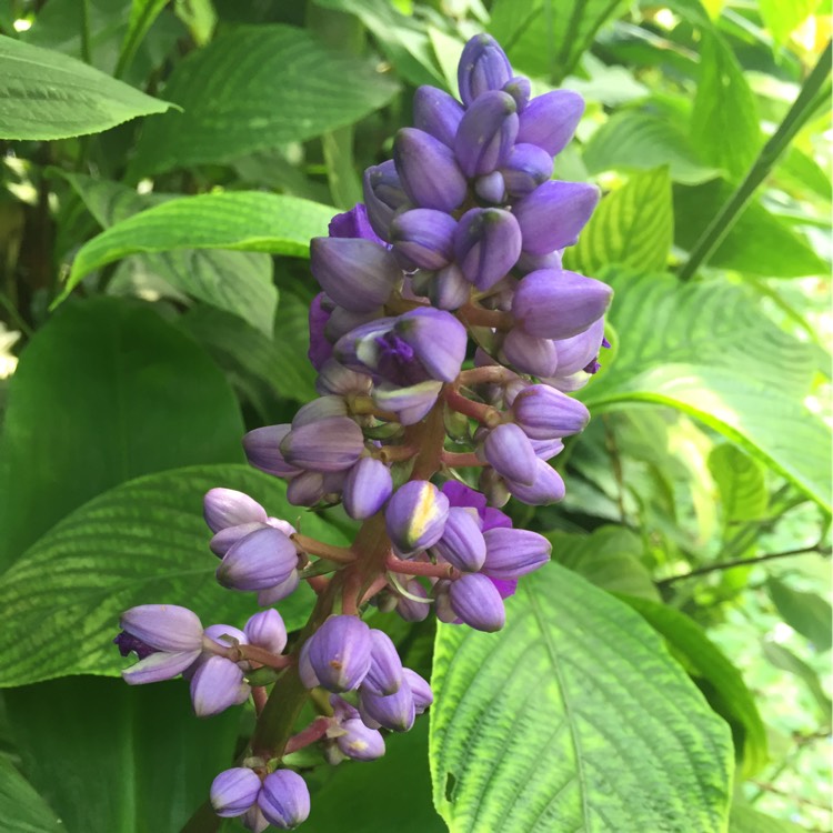 plant image 214643