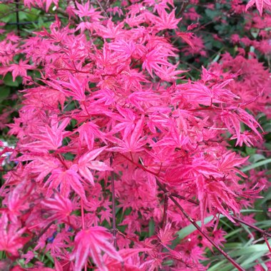 Acer