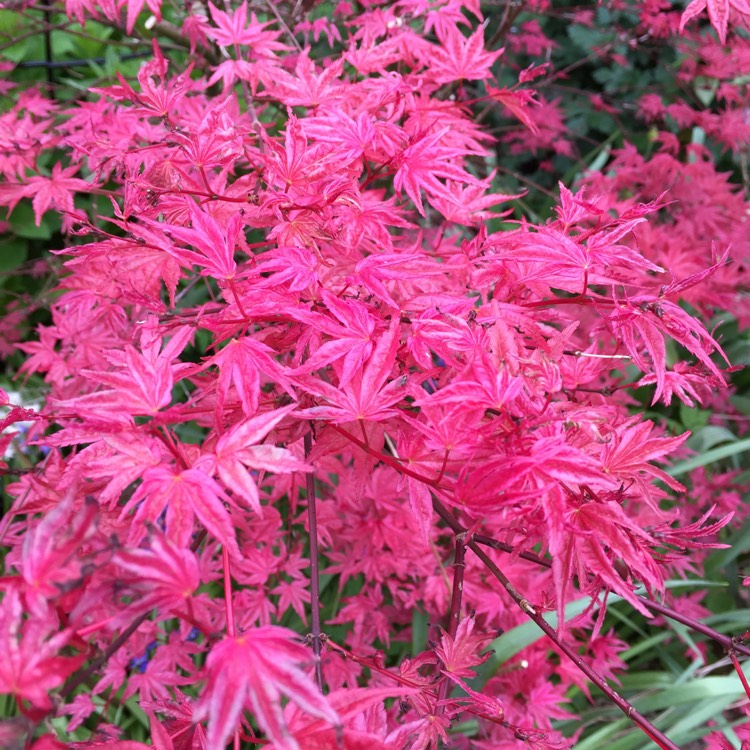 Plant image Acer