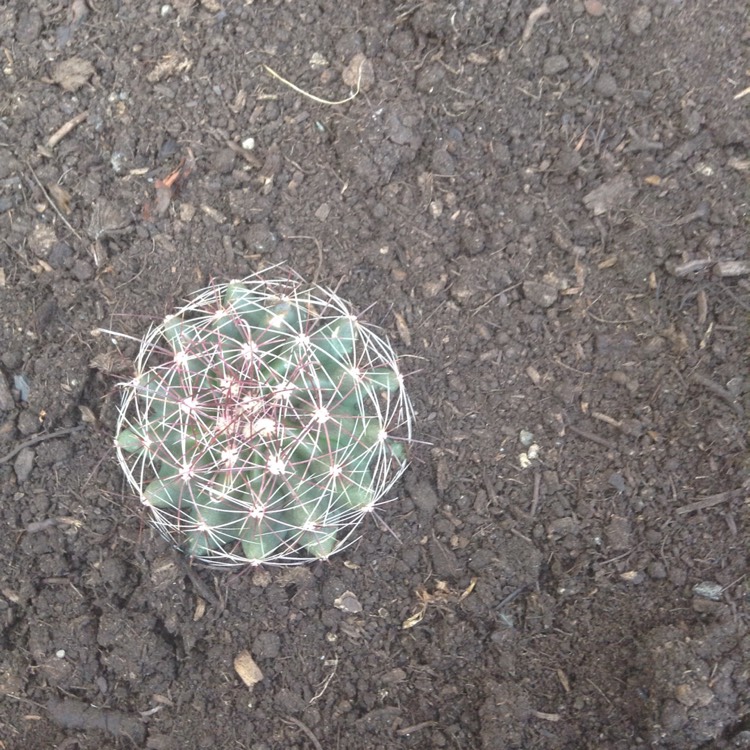 Plant image Mammillaria karwinskiana 'Nejapensis'