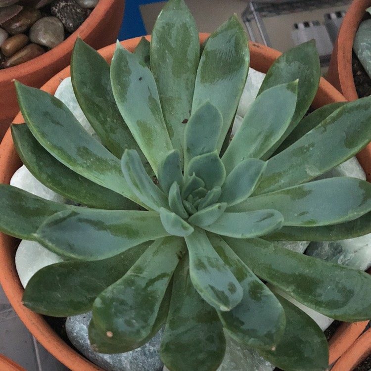 Plant image Sempervivum Marland Beauty