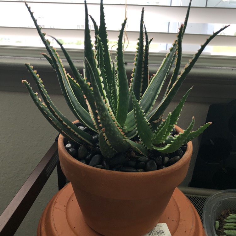 Plant image Agave Funkiana