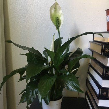 Peace Lily