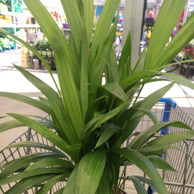 Golden Cane Palm
