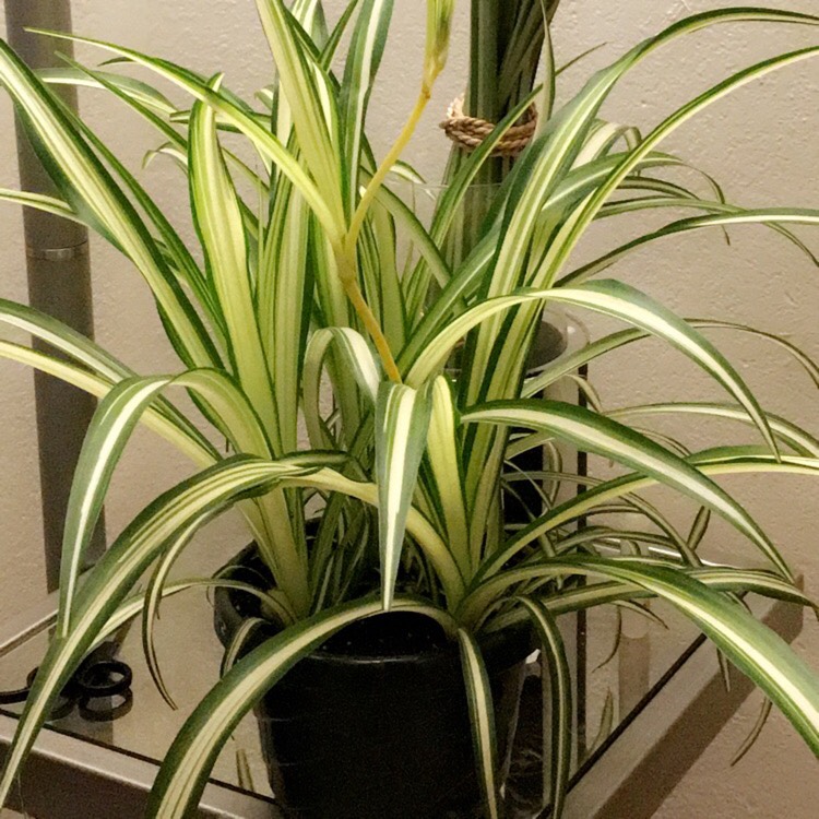 plant image 778230