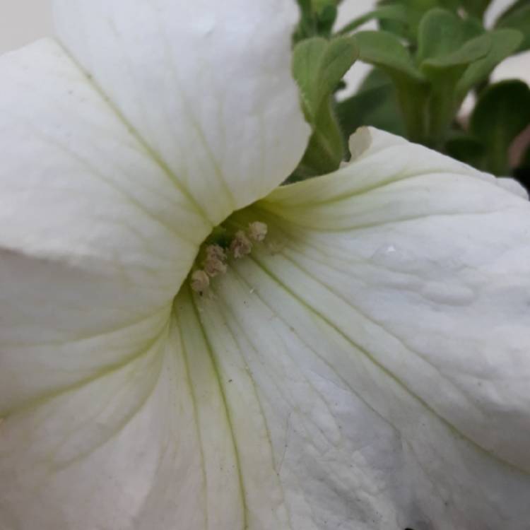 Plant image Petunia grandiflora 'White'