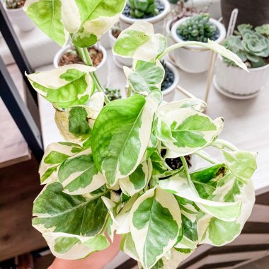 Epipremnum 'N'Joy'