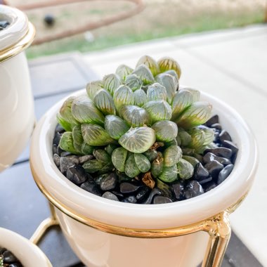 Haworthia 'Cooperi'