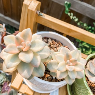 Graptoveria Titubans Variegated