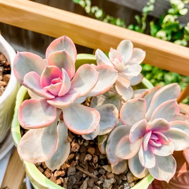 Echeveria Rainbow