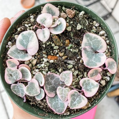 Variegated String Of Hearts