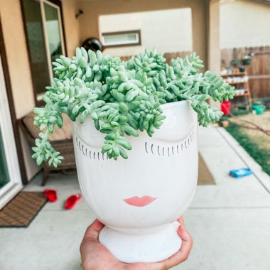 Sedum 'Burro's Tail'