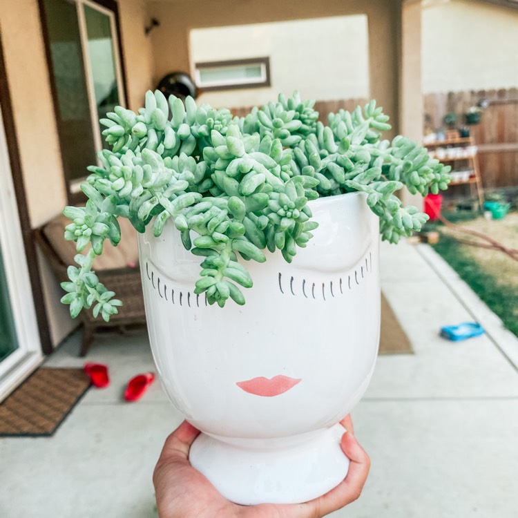 plant image 1401049
