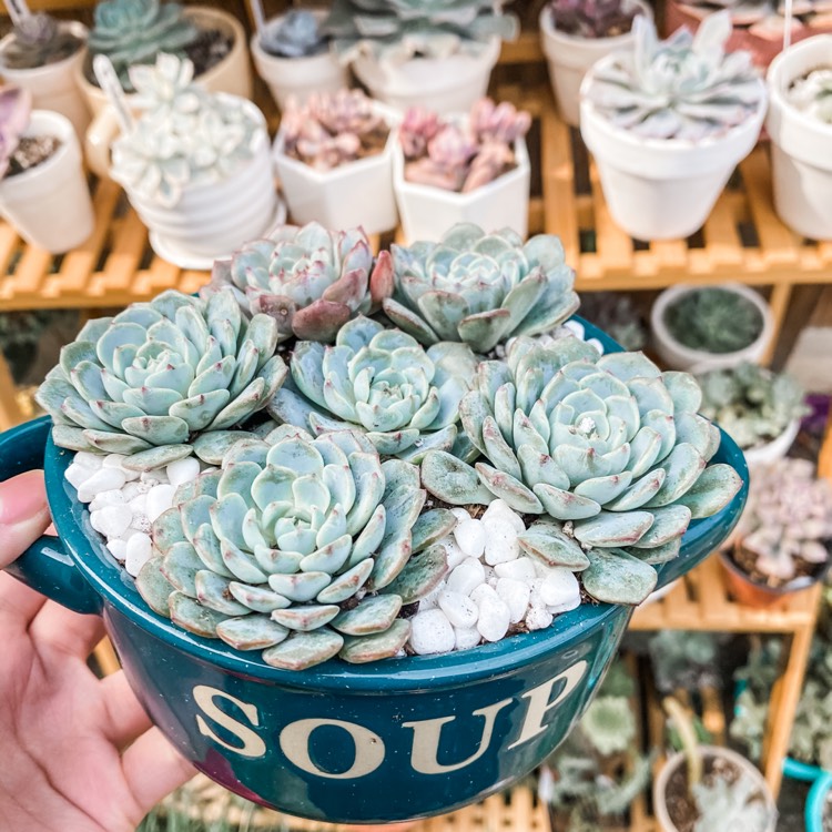 Plant image Echeveria Minima White Form