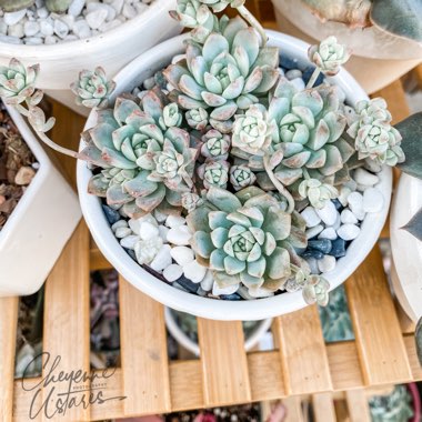 Echeveria 'Prolifica'