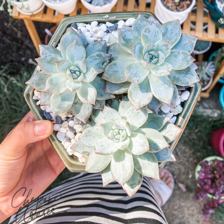 Plant image Echeveria Blue Bird