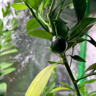 James's garden