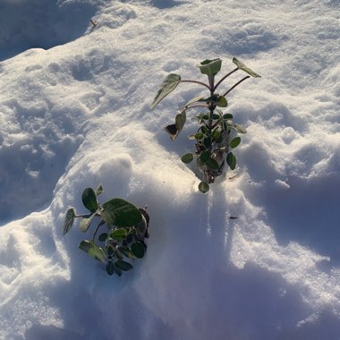 Garden Sage