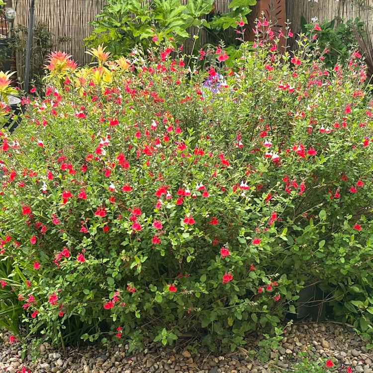 Plant image Salvia x jamensis 'Pink Lips'