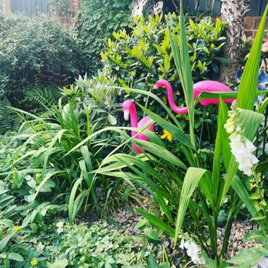 Sandra's garden