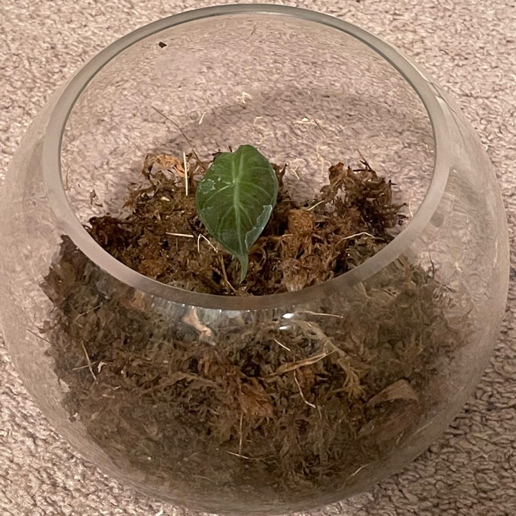 Plant image Alocasia Baginda 
