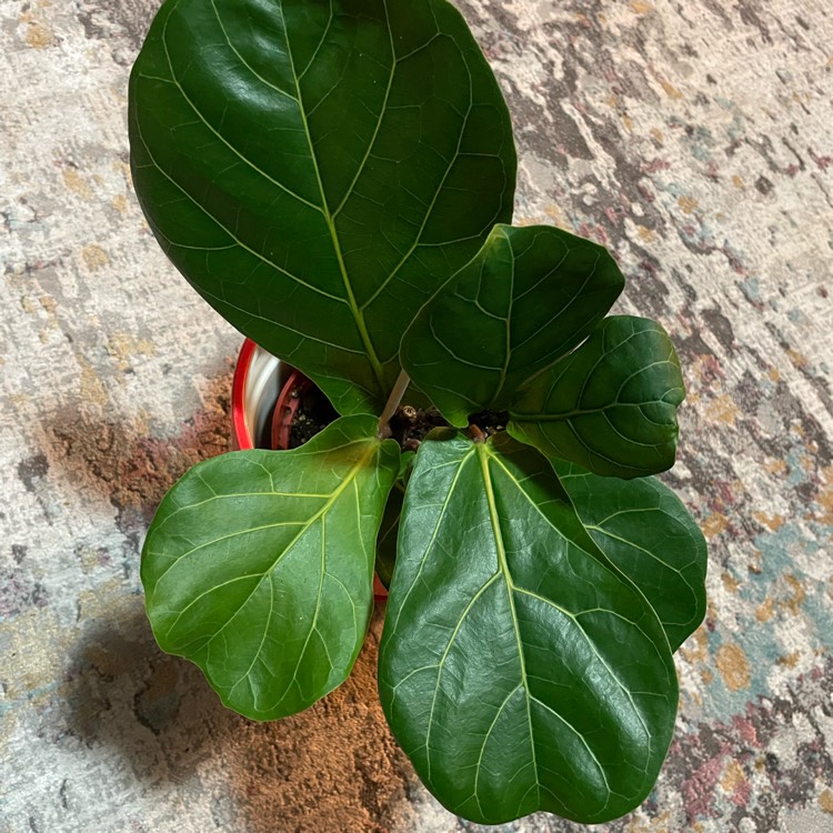 Plant image Ficus Lyrata Bambino