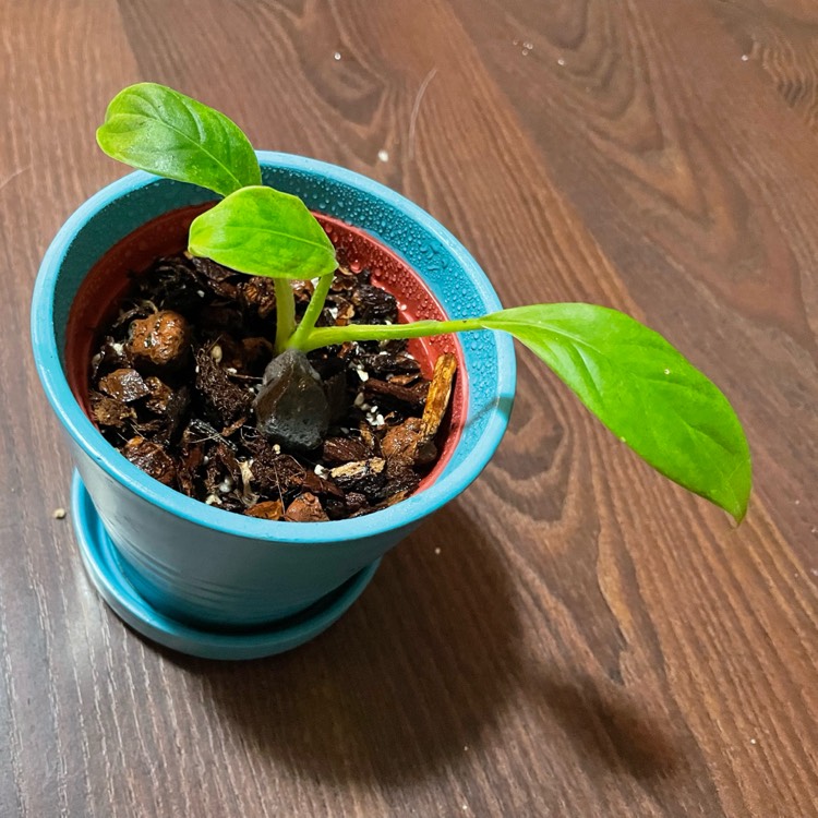 plant image 1619423