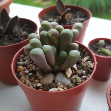 Fenestraria Rhopalophylla 