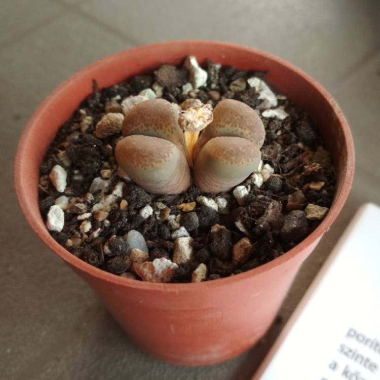 Plant image Lithops Localis C345